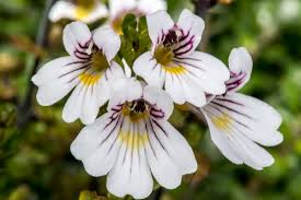 Attēlu rezultāti vaicājumam “Euphrasia”