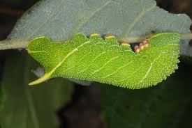 Attēlu rezultāti vaicājumam “Laothoe populi larva”