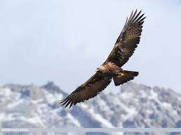 Attēlu rezultāti vaicājumam “Aquila chrysaetos”