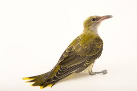 Attēlu rezultāti vaicājumam “Oriolus oriolus”