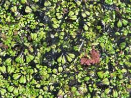 Attēlu rezultāti vaicājumam “Ricciocarpos natans”