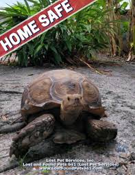 Attēlu rezultāti vaicājumam “Licea chelonoides”