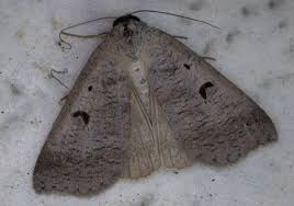 Attēlu rezultāti vaicājumam “Lygephila pastinum”