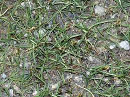 Attēlu rezultāti vaicājumam “Blysmus compressus”