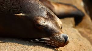 Image result for Zalophus californianus