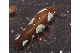 Attēlu rezultāti vaicājumam “Idaea emarginata”