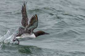 Image result for Uria aalge