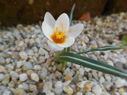Attēlu rezultāti vaicājumam “Colchicum szovitsii subsp. szovitsii”