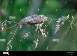 Attēlu rezultāti vaicājumam “Euthrix potatoria cocoon”
