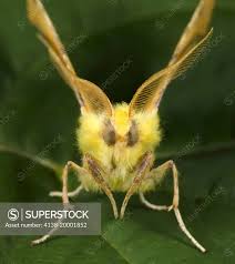 Attēlu rezultāti vaicājumam “Ennomos alniaria”