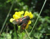 Attēlu rezultāti vaicājumam “Zygaena lonicerae larva”