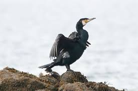 Image result for Phalacrocorax carbo