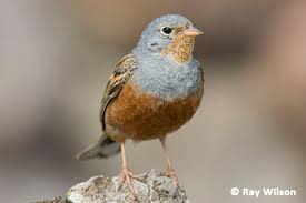 Image result for Emberiza caesia