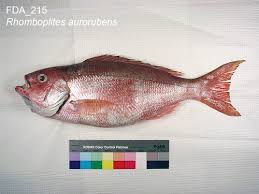 Image result for Rhomboplites aurorubens