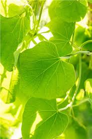 Attēlu rezultāti vaicājumam “Aristolochia durior leaf”
