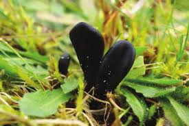 Attēlu rezultāti vaicājumam “Licea pusilla young”