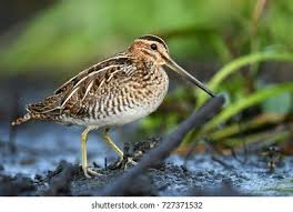 Image result for Gallinago media