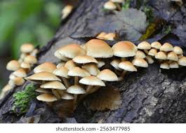 Attēlu rezultāti vaicājumam “Hypholoma sp.”