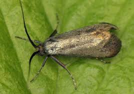 Attēlu rezultāti vaicājumam “Colostygia pectinataria female”