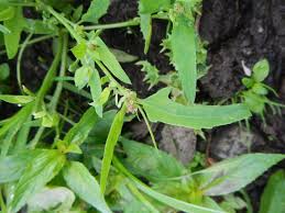 Attēlu rezultāti vaicājumam “Atriplex calotheca leaf”