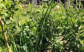 Image result for Schnittknoblauch