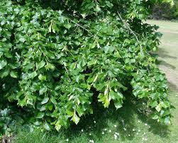 Attēlu rezultāti vaicājumam “Tilia platyphyllos subsp. cordifolia leaf”