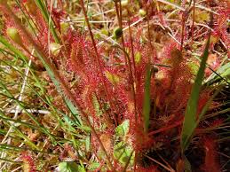 Attēlu rezultāti vaicājumam “Drosera x obovata leaf”