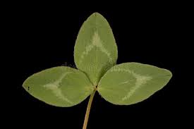 Attēlu rezultāti vaicājumam “Trifolium pratense leaf”
