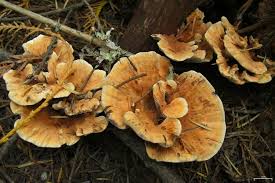 Attēlu rezultāti vaicājumam “Hydnellum aurantiacum”