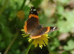 Attēlu rezultāti vaicājumam “Vanessa atalanta upperside”