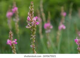 Attēlu rezultāti vaicājumam “Onobrychis arenaria”