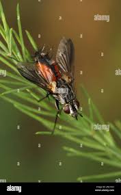 Attēlu rezultāti vaicājumam “Gymnosoma sp.”