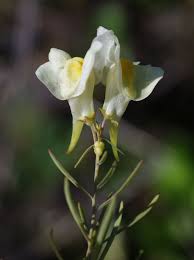 Attēlu rezultāti vaicājumam “Linaria vulgaris flower”