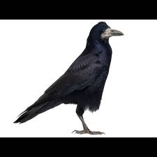 Attēlu rezultāti vaicājumam “Corvus frugilegus adult”