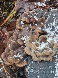 Attēlu rezultāti vaicājumam “Auricularia mesenterica”