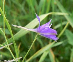 Attēlu rezultāti vaicājumam “Consolida regalis fruit”