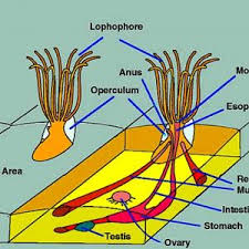 Attēlu rezultāti vaicājumam “Bryozoa”