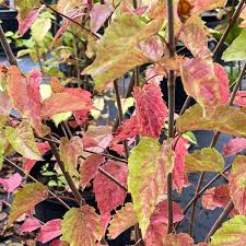 Attēlu rezultāti vaicājumam “Pogonatum dentatum”