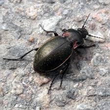Attēlu rezultāti vaicājumam “Carabus nemoralis”