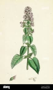 Image result for Nepeta cataria