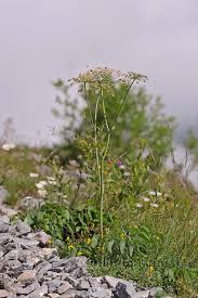 Attēlu rezultāti vaicājumam “Laserpitium latifolium bud”