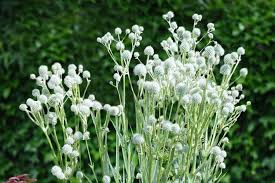 Image result for Edeldistel