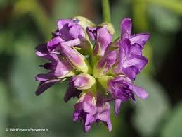 Attēlu rezultāti vaicājumam “Medicago x varia  flower”