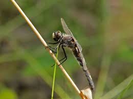 Attēlu rezultāti vaicājumam “Leucorrhinia pectoralis female”