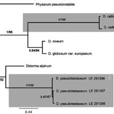 Attēlu rezultāti vaicājumam “Diderma testaceum sessile”