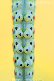 Attēlu rezultāti vaicājumam “Papilio machaon underside”