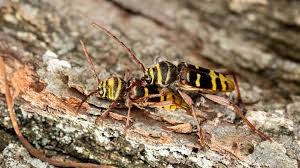 Attēlu rezultāti vaicājumam “Plagionotus detritus”