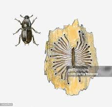 Attēlu rezultāti vaicājumam “Scolytidae”