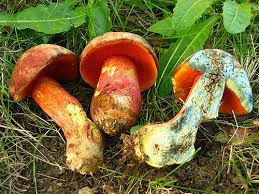 Attēlu rezultāti vaicājumam “Boletales”