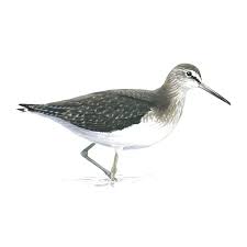 Attēlu rezultāti vaicājumam “Tringa ochropus”